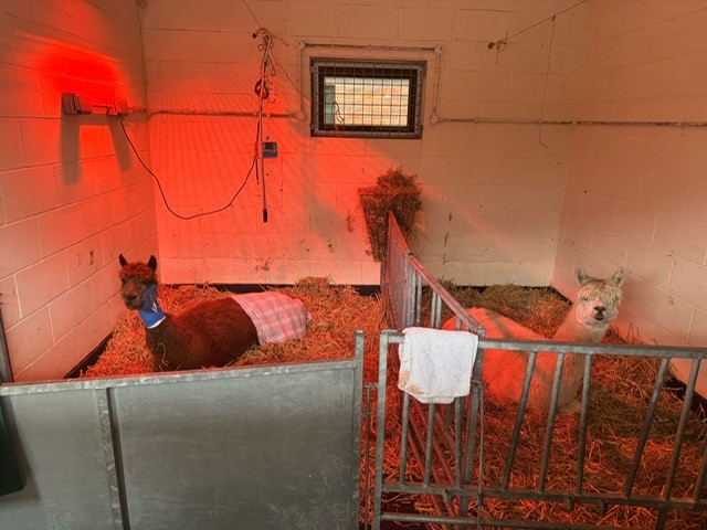 Phoebe and Frankie the alpacas relaxing in a stable at the Vet School