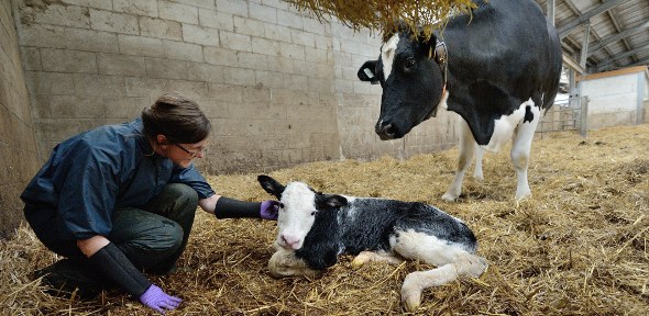 Farm Animal Veterinary Services | The Queen's Veterinary School Hospital
