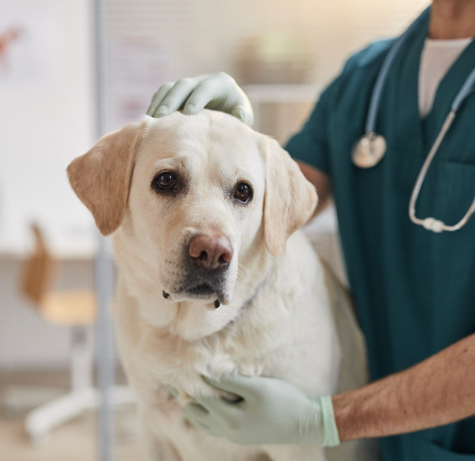 Photo of a dog being treated