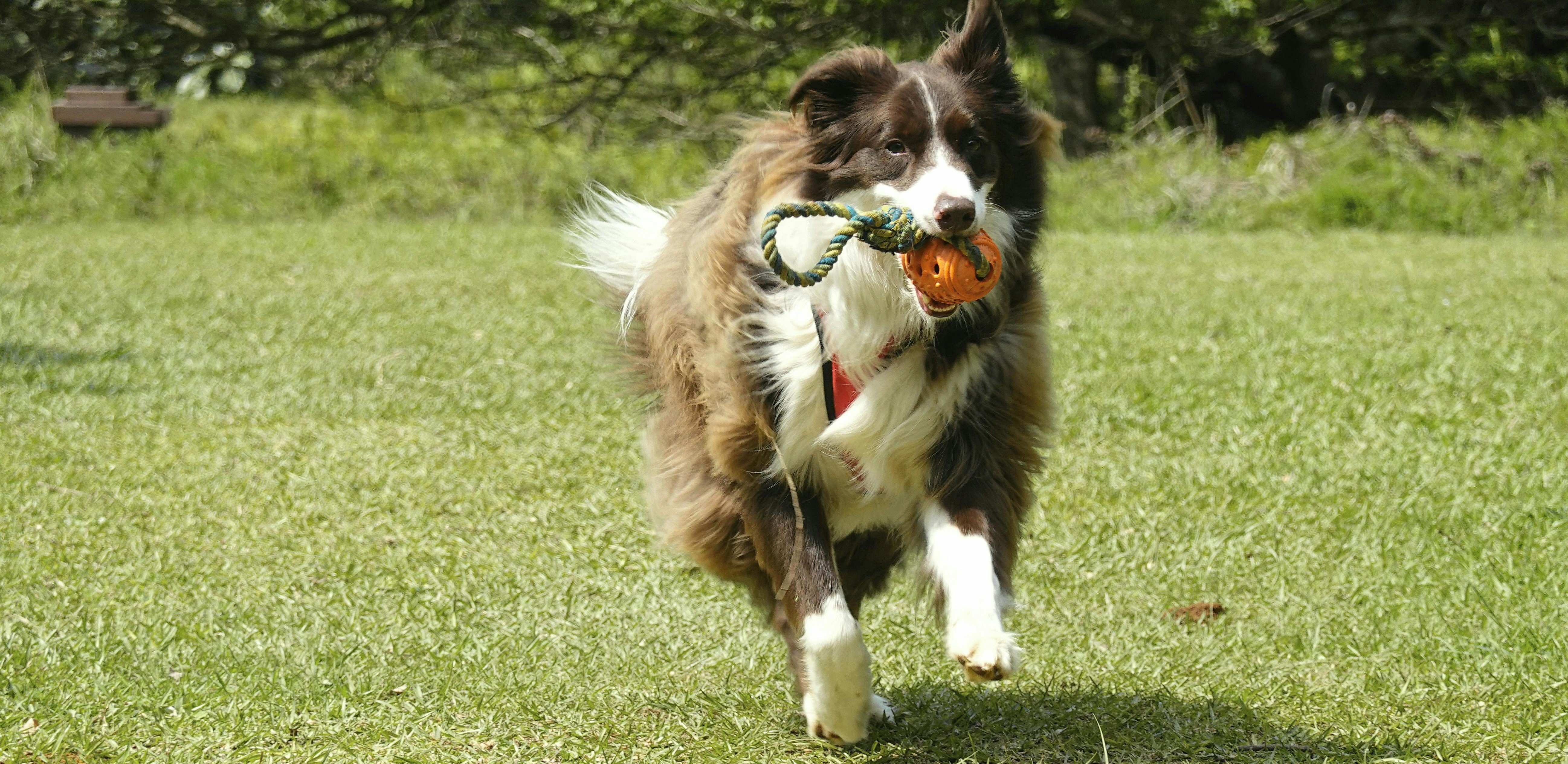 Dog running in grass with ball in its mouth