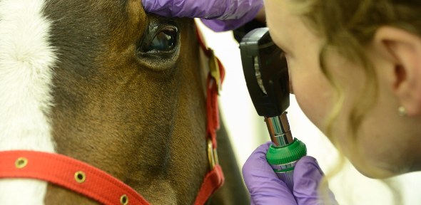 Equine | The Queen's Veterinary School Hospital