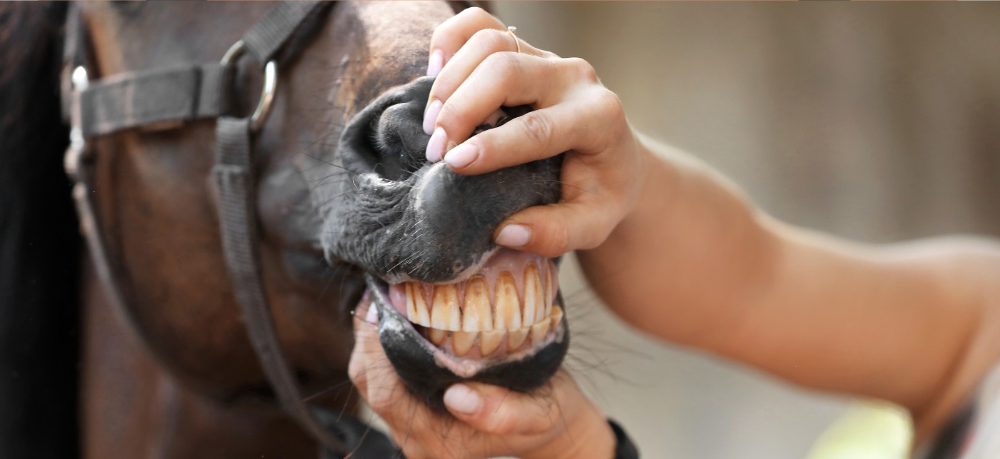 A horse having his teeth looked at