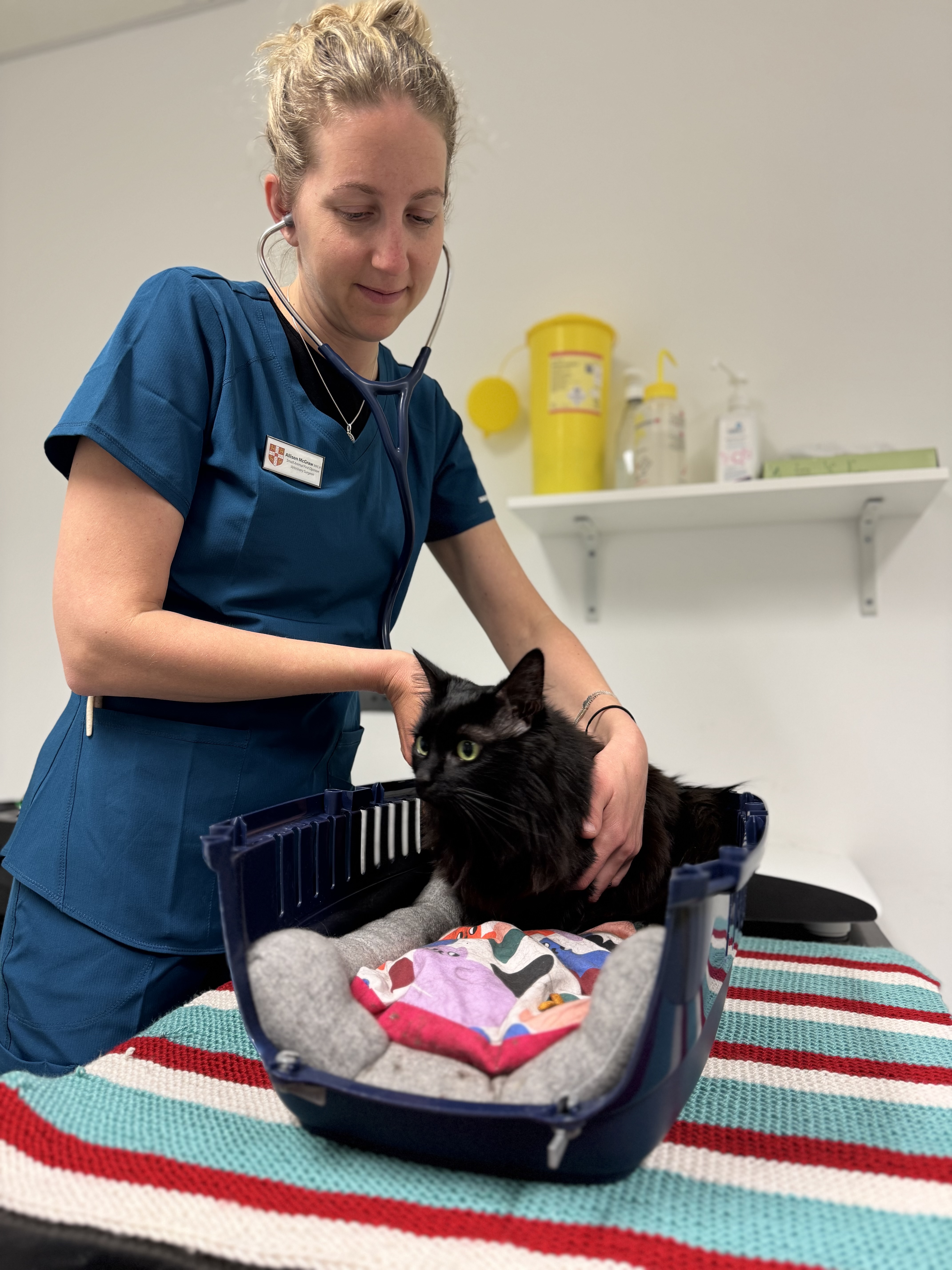 Vet looking at a pet cat