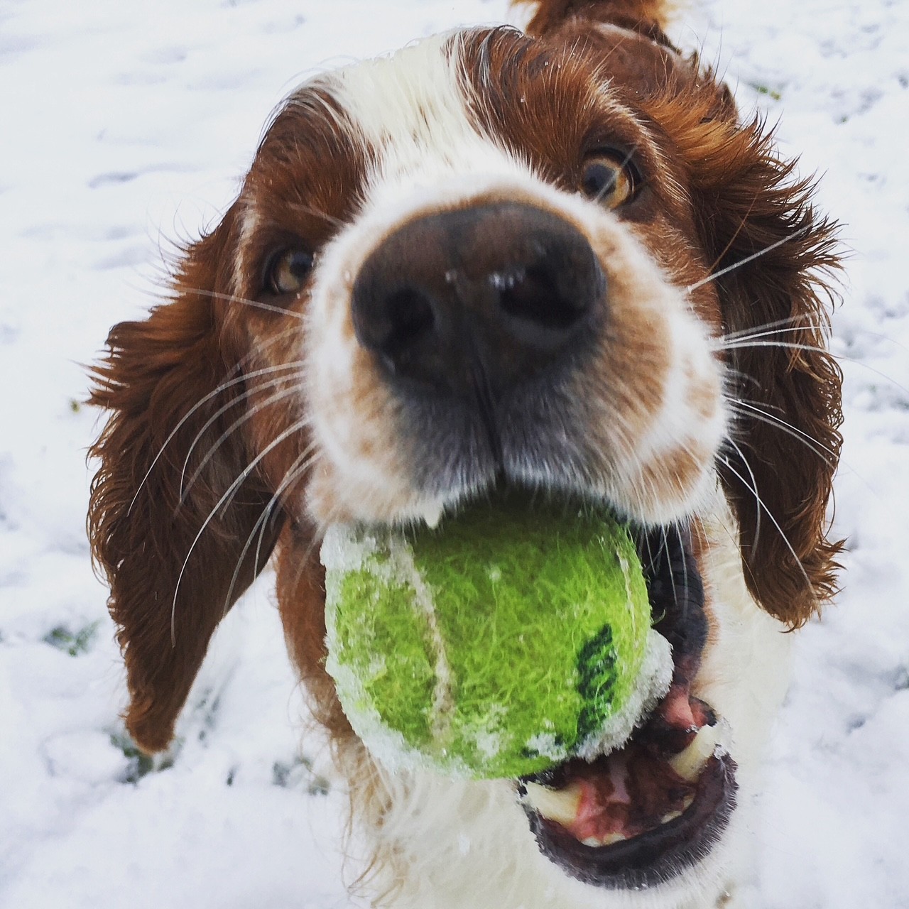 Dog with a ball