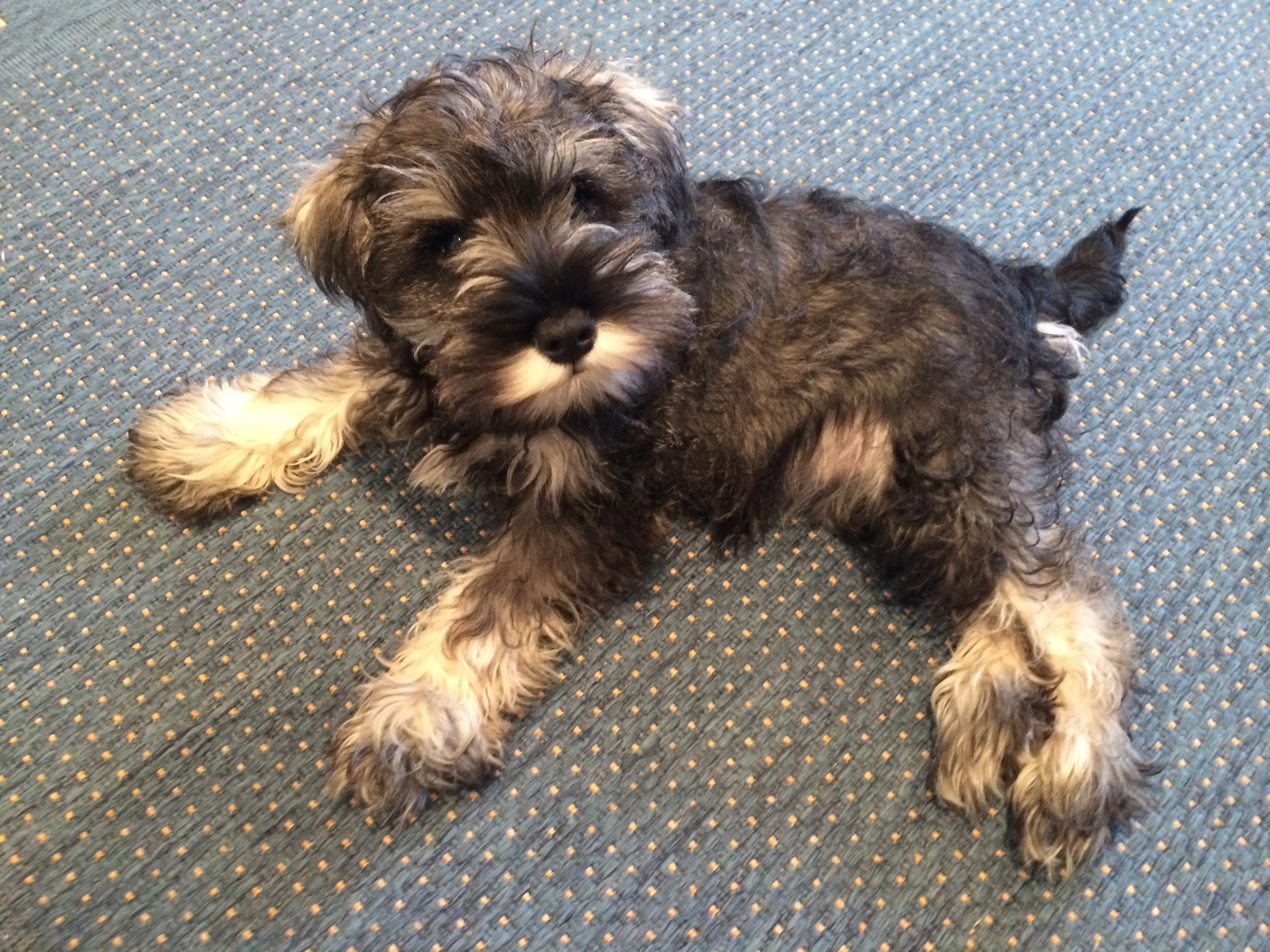 Nina as a puppy