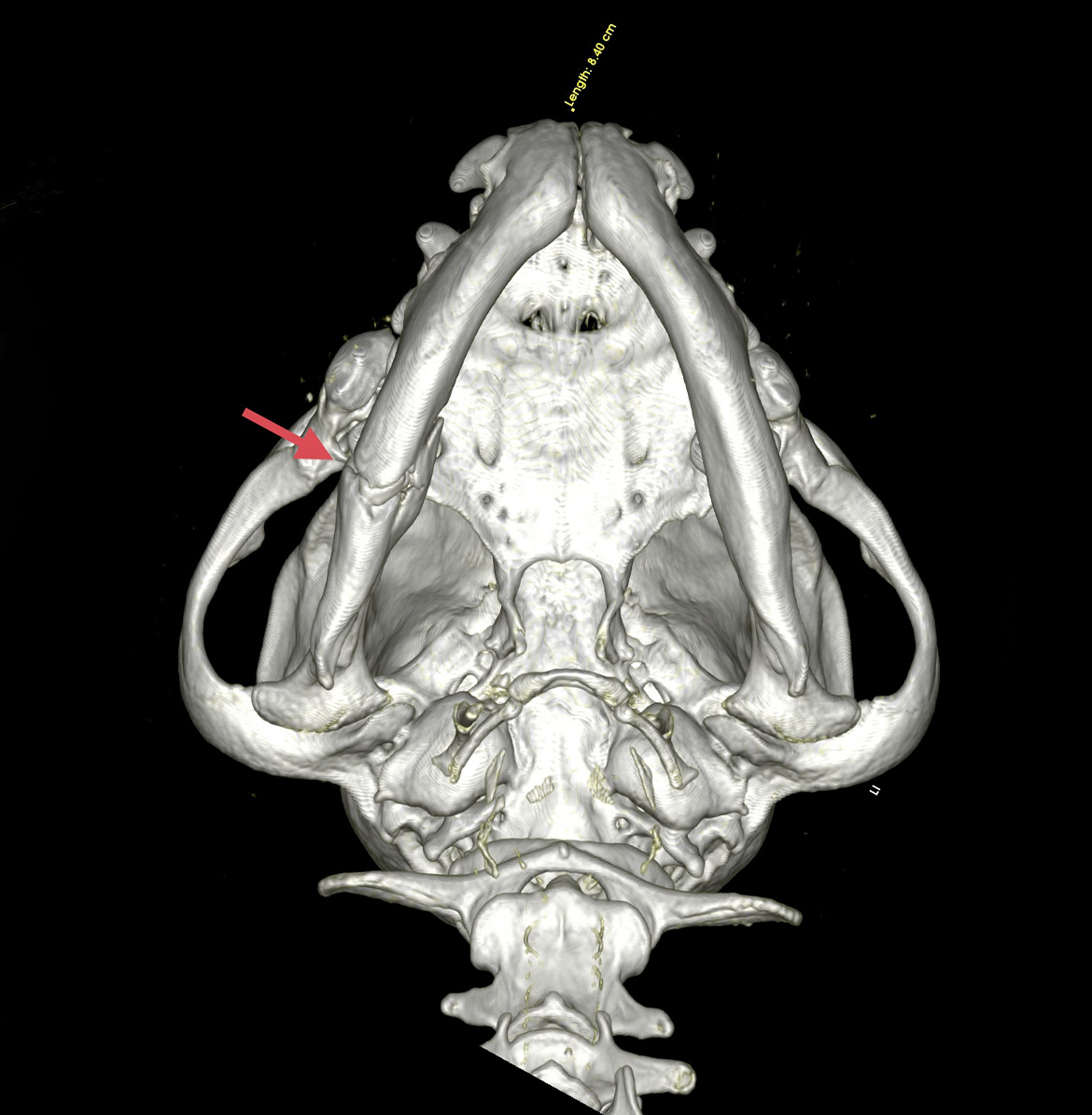 CT Scan image of Pedro the dog