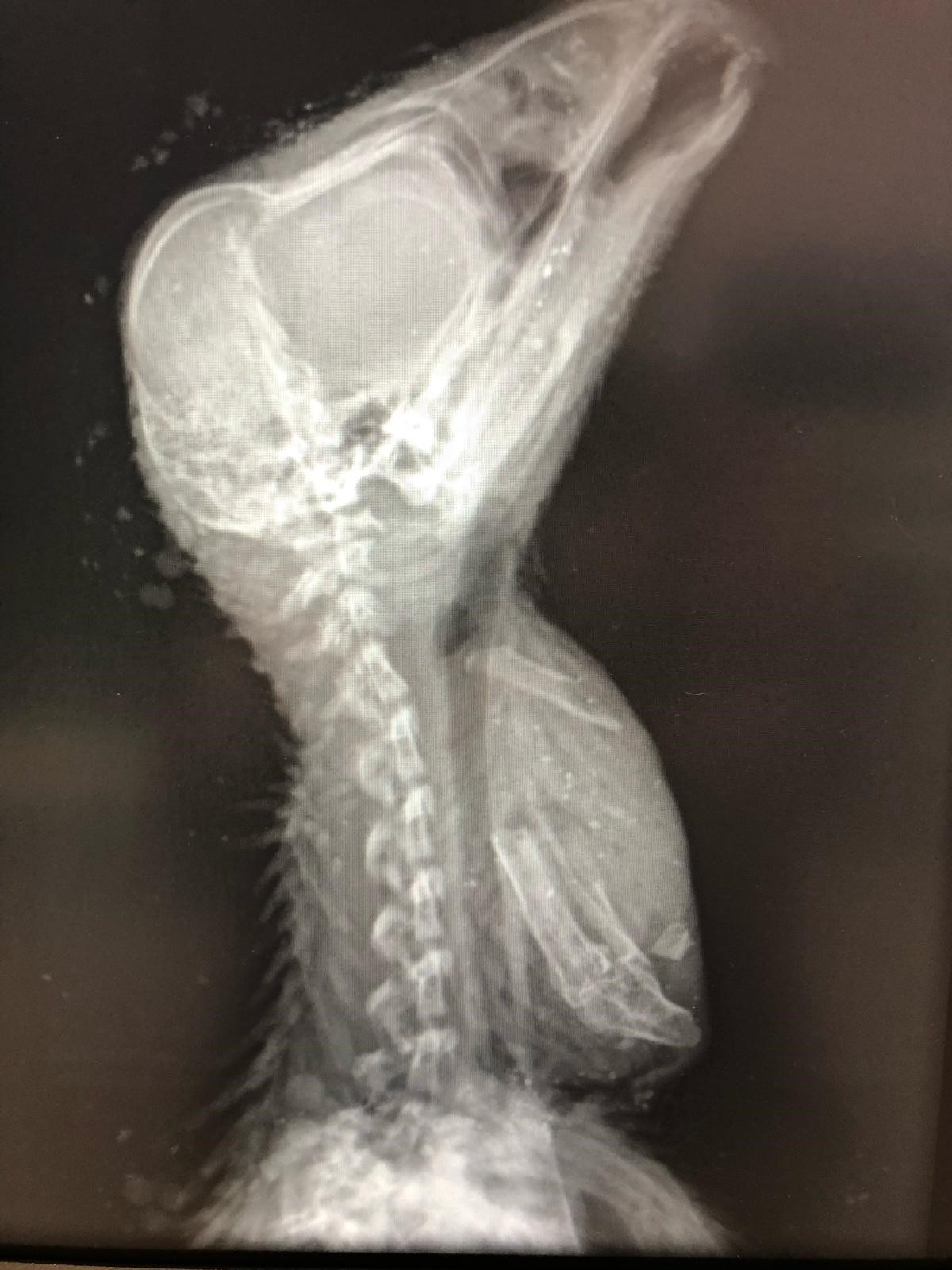 Imaging of the peregrine chick