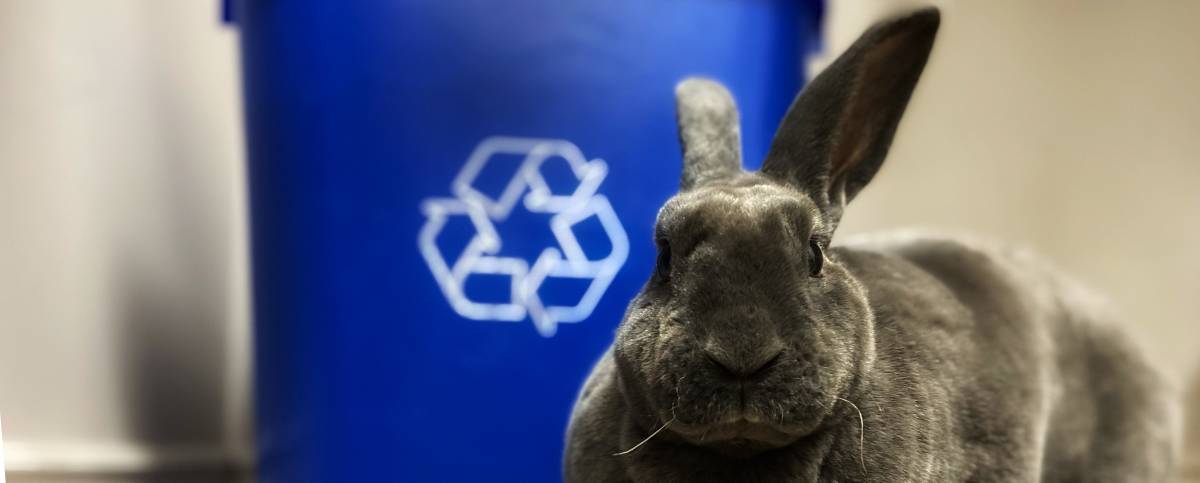 a rabbit in front of a recycle bin