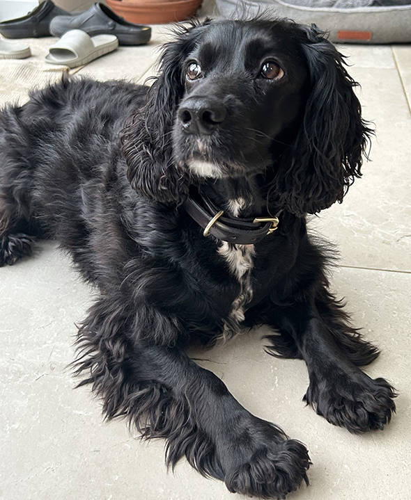 Rue the dog