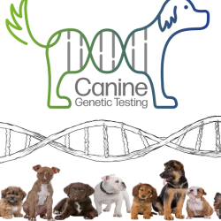 Canine Genetic Testing path