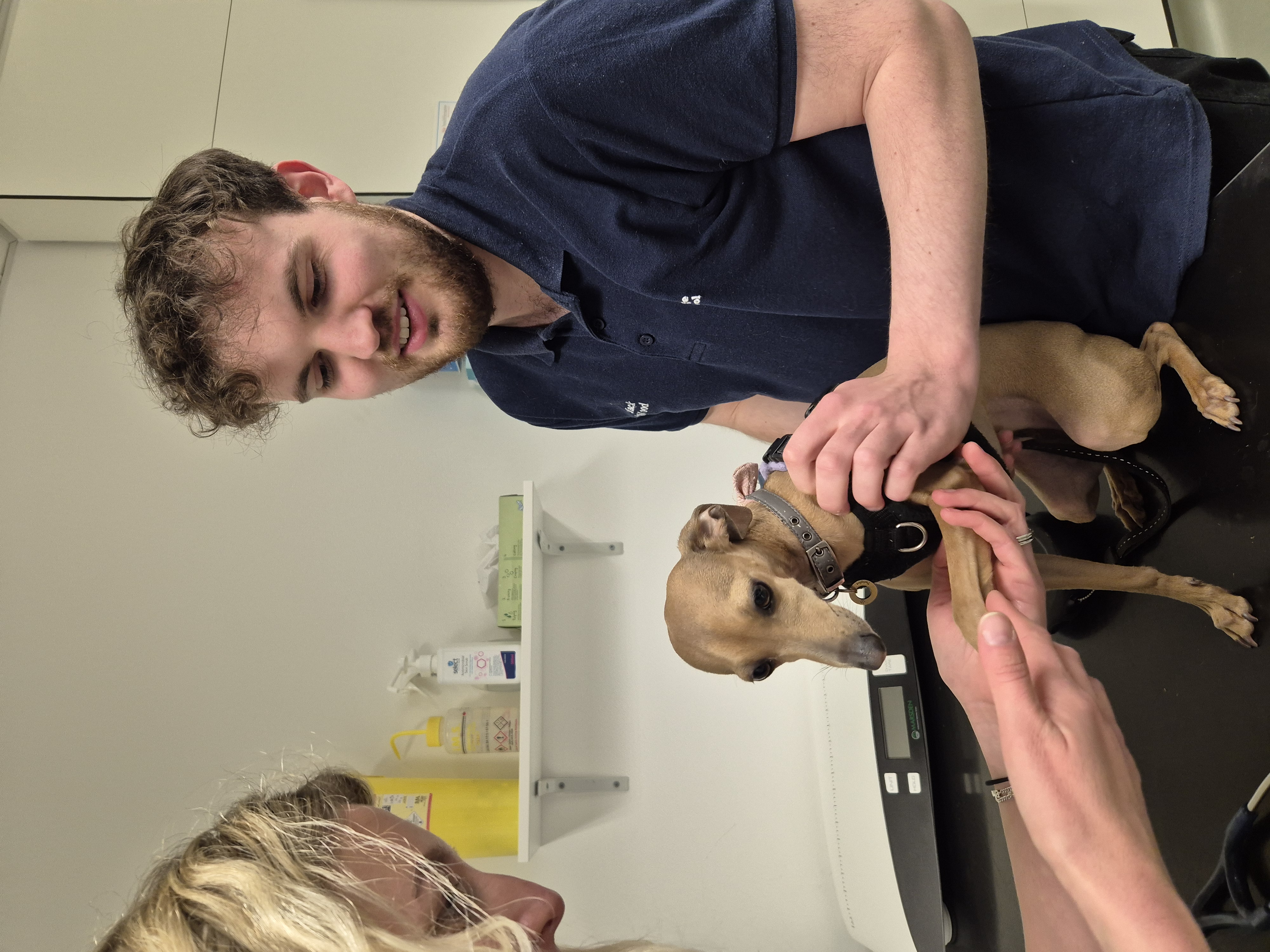 Vet looking at a dogs paw
