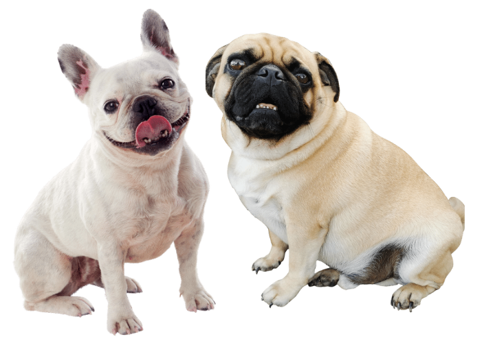 boas dogs