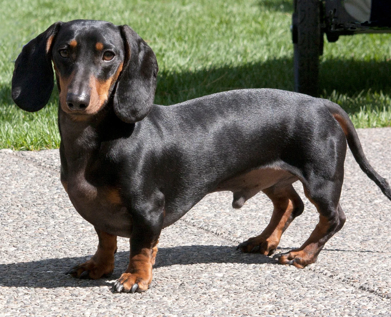 a Dachshund dog