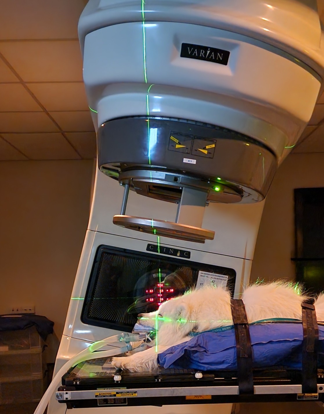 Dog having Radio Therapy