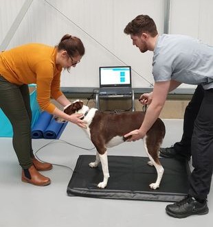 Dog receiving physiotherapy treatment