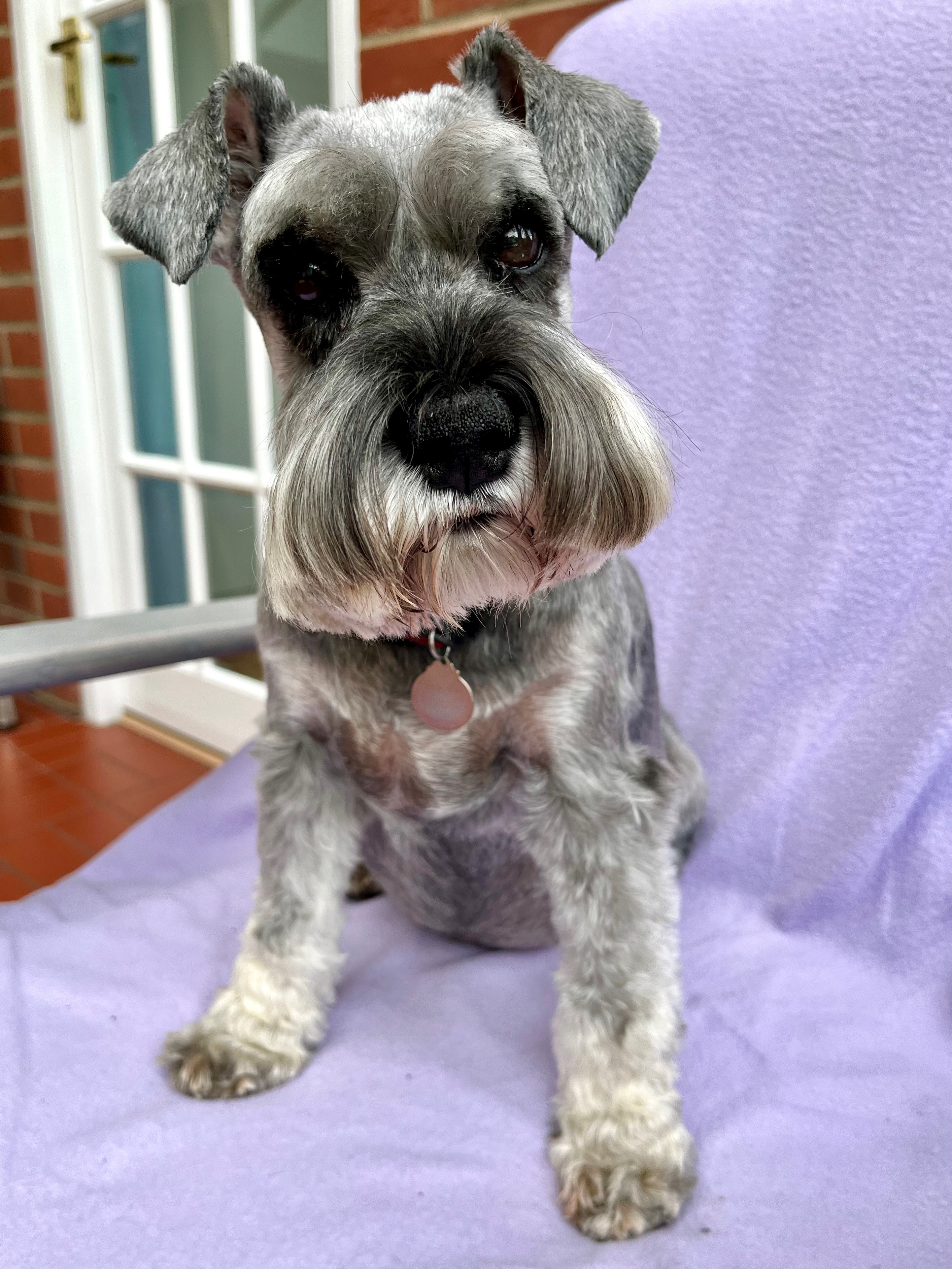 Nina the Dog