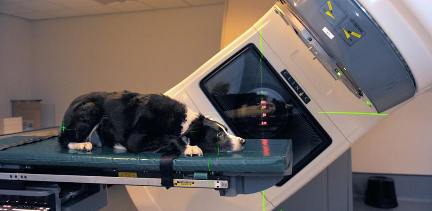 Dog in scanner 885 x 432