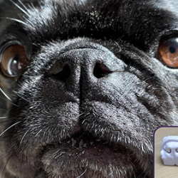 BOAS dog case study