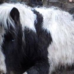 Vets from Cambridge Equine Hospital treat rescued ponies Pancake and Poppet