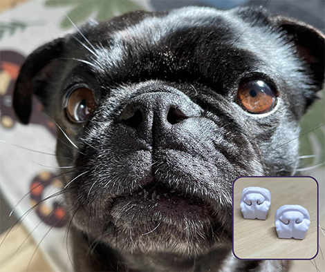 BOAS dog case study BOAS dog case study