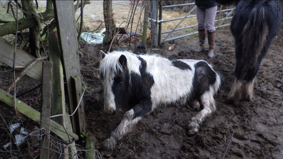 Pancake, the rescued foal, found close to death. Vets from Cambridge Equine Hospital treat rescued ponies Pancake and Poppet