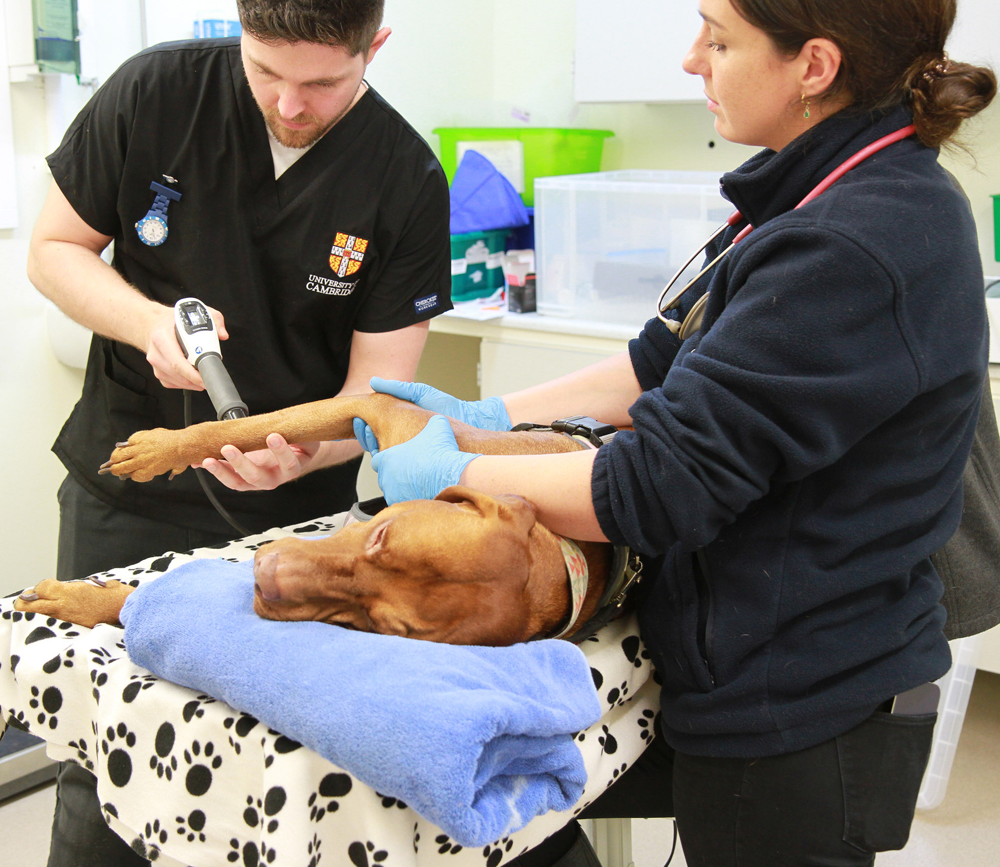 Veterinary Physiotherapist, Matt Scott performs treatment on a dog