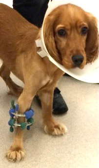 Dog receiving orthopaedic treatment.