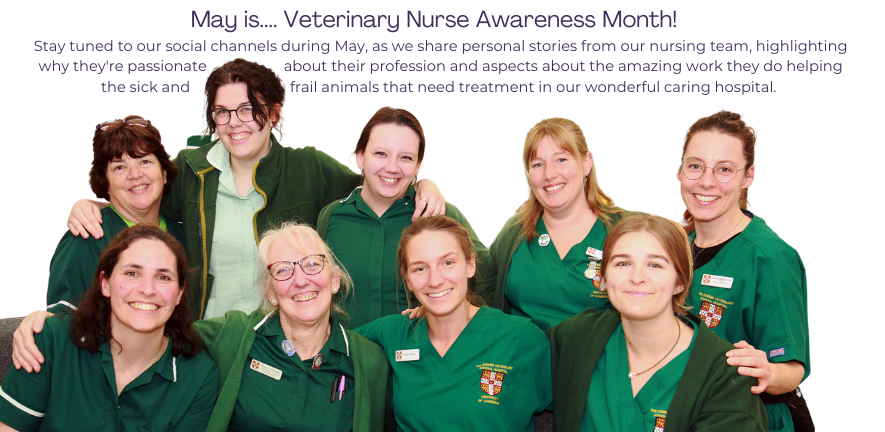 Photo of the QVSH's veterinary nursing team